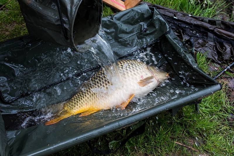 Czech Carp Cup na rybníku Brodský nedaleko Červeného Kostelce.