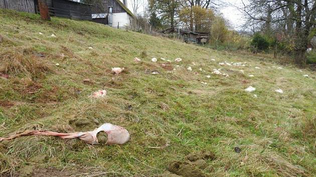 Chovatelce Janě Jirmanové z Vysoké Srbské zadávili jednu ovci a další čtyři těžce poranili. Foto: Archiv LDVI