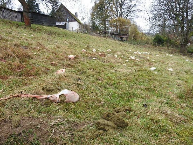 Chovatelce Janě Jirmanové z Vysoké Srbské zadávili jednu ovci a další čtyři těžce poranili. Foto: Archiv LDVI