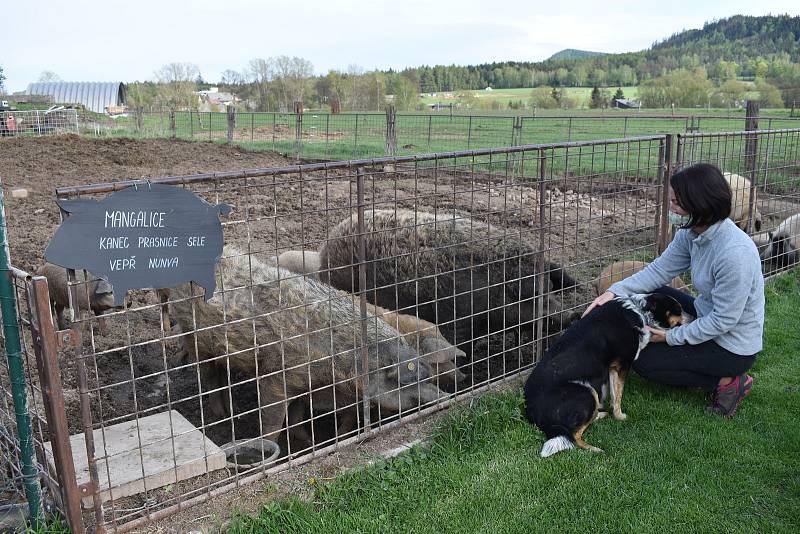 Farmářka Lucie Bošinová u výběhu prasat plemene Mangalica. Podle jejich slov to jsou oblíbenci návštěvníků Ekofarmy Bošina.