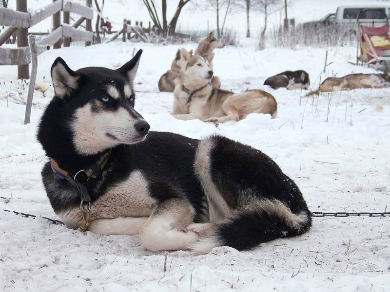 Závody psích spřežení na Janovičkách byly letos ve znamení zimy.