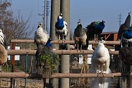 Zvířatům z farmy Wenet přispívají na jídelníček dárci