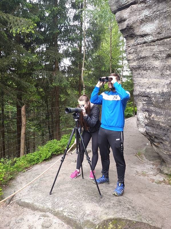 Život vzácného druhu měli turisté možnost pozorovat během tří víkendů stativovým dalekohledem s odborným výkladem strážců i pracovníků Agentury ochrany přírody a krajiny ze Správy CHKO Broumovsko.