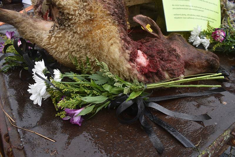 Náchodem v pondělí odpoledne projel valník s těly roztrhaných ovcí, za kterým kráčeli jako za smutečním katafalkem chovatelé ovcí. Ti chtěli veřejně upozornit na to co dokážou vlčí zuby ve stádě ovcí.