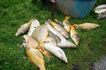 JAROMĚŘŠTÍ RYBÁŘI vylovili z Doleckého rybníka přes dvě tuny mrtvých ryb, které byly určené pro chov.