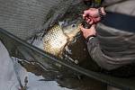 Czech Carp Cup na rybníku Brodský nedaleko Červeného Kostelce.