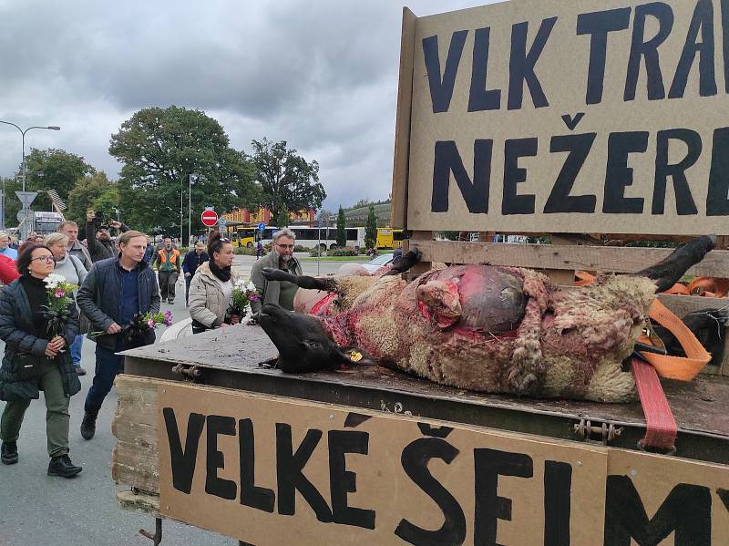 „Výstavka je putovní a vlci nám ji stále doplňují,“ řekl při demonstrativním průjezdu Náchodem chovatel Jan Ševc. Pokud vláda nepomůže, chtějí farmáři z Broumovska přivézt mrtvá zvířata až před úřad vlády