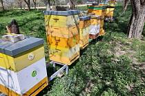 Nákup místního medu je totiž to nejlepší, co se dá udělat pro přírodu. Jednak spotřebitel přesně ví, od koho med kupuje a z jakého konkrétního místa. Může si za lžičkou medu představit konkrétního včelaře. A navíc tak lidé podporují chov včel v místě svéh