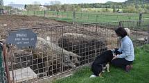 Farmářka Lucie Bošinová u výběhu prasat plemene Mangalica. Podle jejich slov to jsou oblíbenci návštěvníků Ekofarmy Bošina.