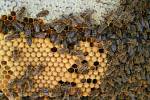 Nákup místního medu je to nejlepší, co se dá udělat pro přírodu. Spotřebitel přesně ví, od koho med kupuje a z jakého konkrétního místa. Může si za lžičkou medu představit konkrétního včelaře
