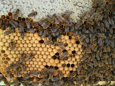 Nákup místního medu je to nejlepší, co se dá udělat pro přírodu. Spotřebitel přesně ví, od koho med kupuje a z jakého konkrétního místa. Může si za lžičkou medu představit konkrétního včelaře