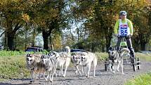 NA OSMNÁCTÝ ROČNÍK evropského poháru závodů psích spřežení přijela stovka musherů a téměř tři stovky psů. 