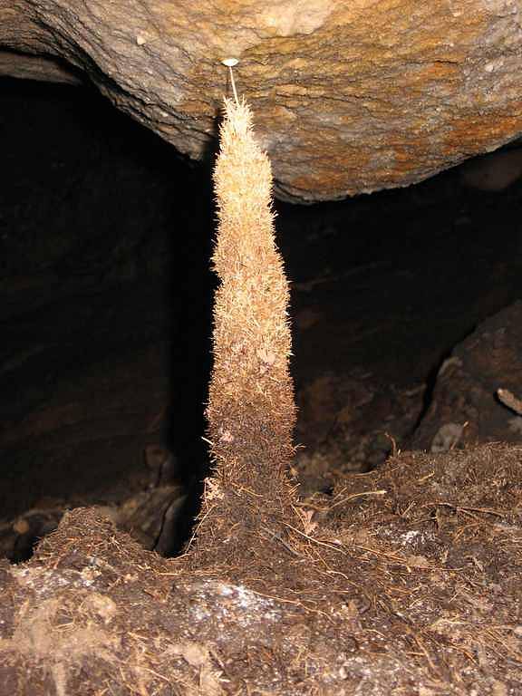 Kořenový stalagmit „Svíce“ vysoký 22 cm ze sluje v Poseidonu III.