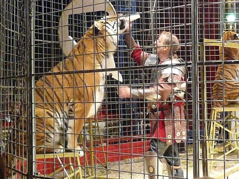 Cirkus Jo-Joo rozbalil svůj stan u Kauflandu v Náchodě.