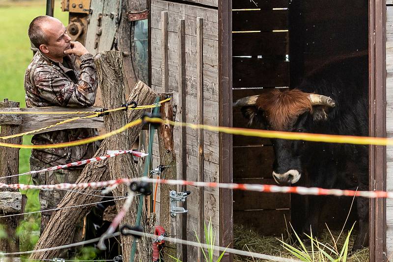 Převoz praturů do ptačího parku v Josefově