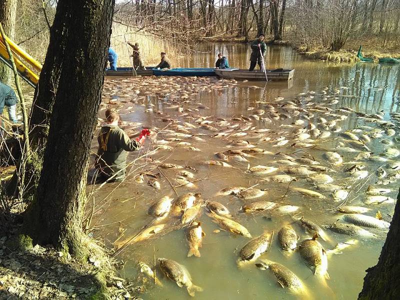 Uhynulé ryby v rybníku Brodský.