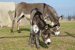 Pomoci farmě v Broumově můžete minimálně dvojím způsobem, a to buď adopcí zvířátek, nebo zajištěním krmení, kdy můžete dovézt ovoce a zeleninu, jablka, mrkve či sušené pečivo...