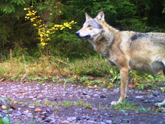 Letošní rozmnožování vlků na Broumovsku prokázaly snímky, které zachytily na několika lokalitách vlčata.