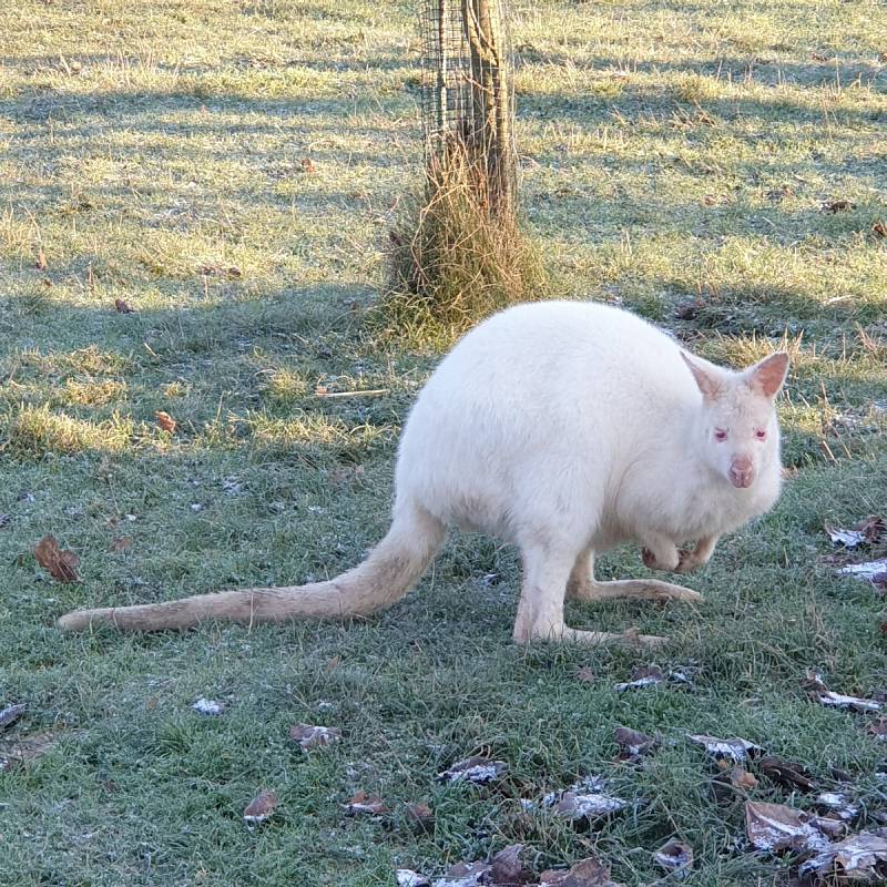 Farma Wenet v Broumově v adventním období.