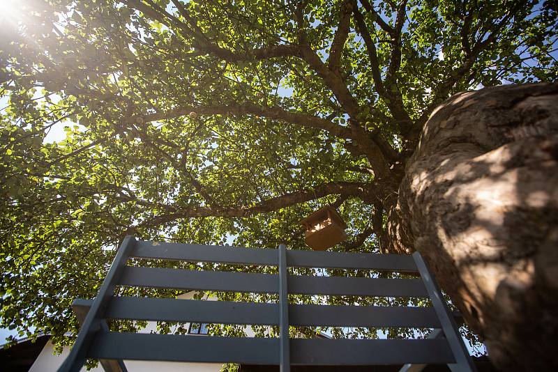 V soutěži strom roku se zatím drží na přdních místech Jabloň která se nachází na zahrádce hospody u Lidmanů v Machovské Lhotě.