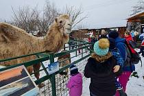 Vánoční atmosféru s čerstvě napadaným sněhem si v sobotu užili zvířecí obyvatelé farmy Wenet i dvounozí návštěvníci, kteří dorazili na Advent se zvířátky.