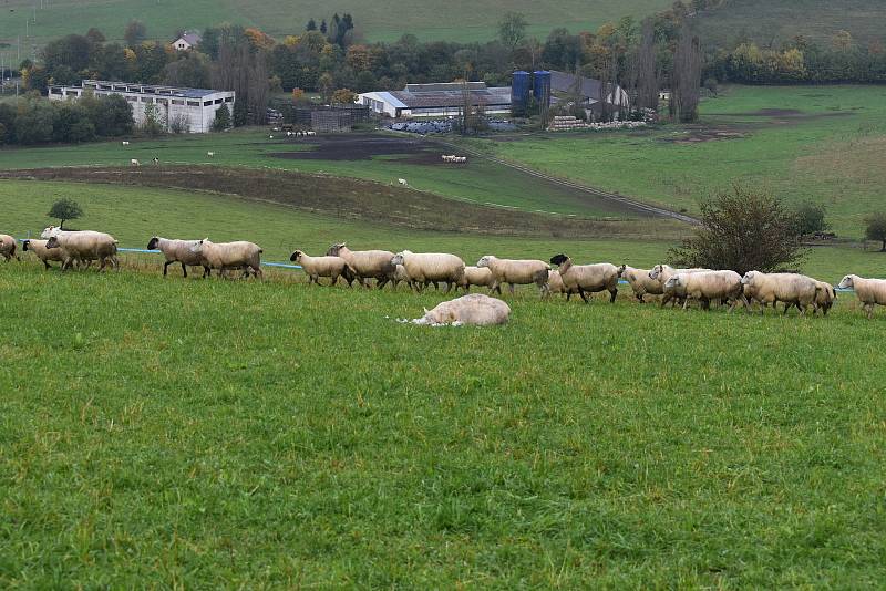 Po dalším útoku vlků zůstalo na pastvině Jana Šefc v Lachově osm mrtvých kusů a více než desítka zraněných. Foto: Deník/Jiří Řezník