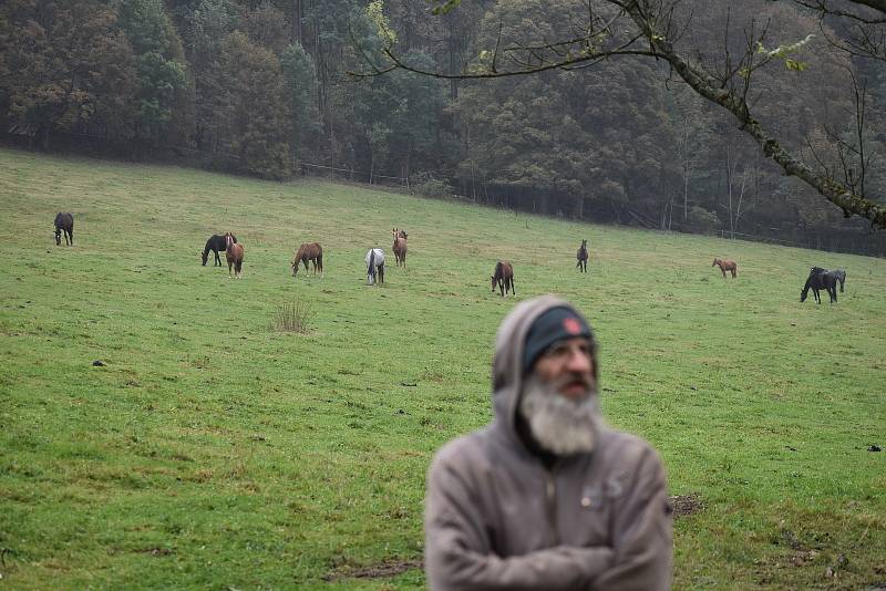 Cestou na hostinu (nebo z ní) museli vlci proběhnout přes pastviny s koňmi, a koně splašili natolik, že prorazili na několika místech ohradu a několik desítek jich uteklo. „Muselo to být divoké, protože jsou zlomené i kůly,“ říká Petr Bartoš, který se oko