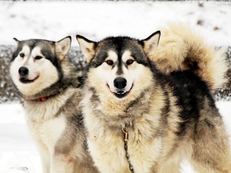 Neskutečná zima sice normální smrtelníky štípe do prstů, ale severským psům nevadí.