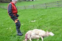 VLČÍM ÚTOKŮM nechtějí jen přihlížet. Farmář Jan Šefc z Lachova u jedné z ovcí, která nepřežila útok vlka.