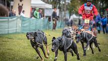 Závody psích spřežení uspořádal v okolí autokempu Brodský červenokostelecký Musher club Metuje. Na startující čekal po dva dny 5,32 km dlouhý okruh. Závěr patřil dětskému canicrossu. Foto: Katka Tůmová