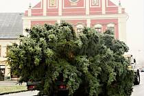 Z Mandžurska na náměstí. Vánoční strom se blíží k místu před polickou radnici, kde nyní stojí