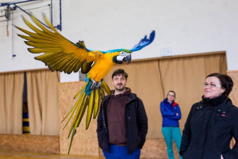 Papoušci v akci volné létání papoušků v sokolovně ve Studnici