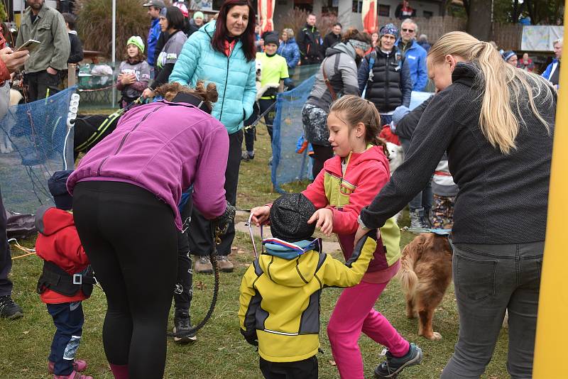 Závody psích spřežení uspořádal v okolí autokempu Brodský červenokostelecký Musher club Metuje. Na startující čekal po dva dny 5,32 km dlouhý okruh. Závěr patřil dětskému canicrossu. Foto: Deník/Jiří Řezník