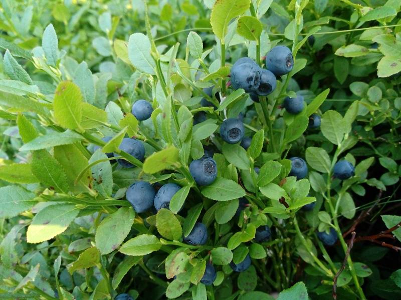 Borůvkové léto. Modré lesní plody jsou lahodné i zdravé.