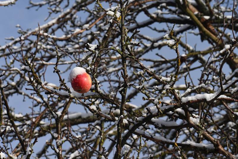 Poslední listopadová sobota měla sněhovou příchuť. Foto: Deník/Jiří Řezník