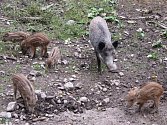 DIVOKÁ PRASATA jsou jedním z lákadel obůrky v Klopotovském údolí, v takzvané Novoměstské zoo. Bachyně však uhynula, jak potvrdila i pitva, v důsledku otravy. 