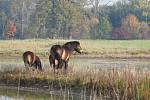 Potěšující a nečekaný je zájem divokých koní exmoorských pony o mokřadní rostliny. Spásání trávy koňmi se stalo klíčovým způsobem údržby celého mokřadu, hlavně jinak obtížně udržovatelných kanálů a tůní. Ke koním přibudou během listopadu i pratuři.