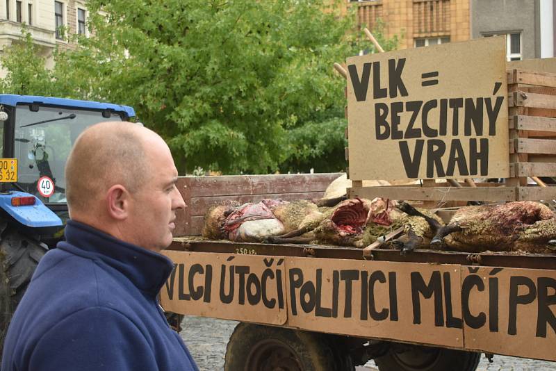 Náchodem v pondělí odpoledne projel valník s těly roztrhaných ovcí, za kterým kráčeli jako za smutečním katafalkem chovatelé ovcí. Ti chtěli veřejně upozornit na to co dokážou vlčí zuby ve stádě ovcí.