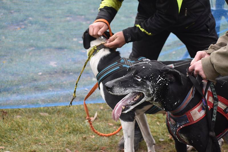 Závody psích spřežení uspořádal v okolí autokempu Brodský červenokostelecký Musher club Metuje. Na startující čekal po dva dny 5,32 km dlouhý okruh. Závěr patřil dětskému canicrossu. Foto: Deník/Jiří Řezník