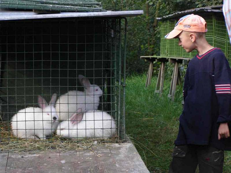 Navštěvovaná byla i výstava králíků.