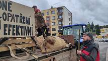 „Výstavka je putovní a vlci nám ji stále doplňují,“ řekl při demonstrativním průjezdu Náchodem chovatel Jan Ševc. Pokud vláda nepomůže, chtějí farmáři z Broumovska přivézt mrtvá zvířata až před úřad vlády