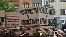 Náchodem v pondělí odpoledne projel valník s těly roztrhaných ovcí, za kterým kráčeli jako za smutečním katafalkem chovatelé ovcí. Ti chtěli veřejně upozornit na to co dokážou vlčí zuby ve stádě ovcí.