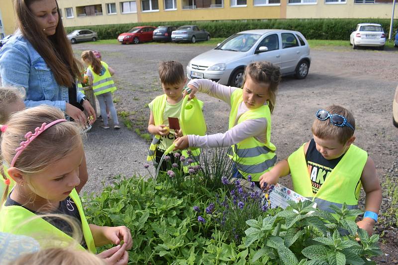 Předškoláci z MŠ Meziměstí adoptovali hned dva květináče – v jednom děti pěstují bylinky a v druhém je okrasná Pohádková zahrádka.