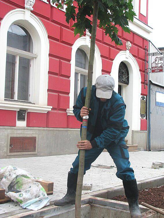 Nová výsadba v podobě téměř čtyřiceti javorů je nyní součástí Komenského ulice, která prochází celkovou rekonstrukcí.