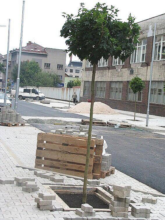 Nová výsadba v podobě téměř čtyřiceti javorů je nyní součástí Komenského ulice, která prochází celkovou rekonstrukcí.