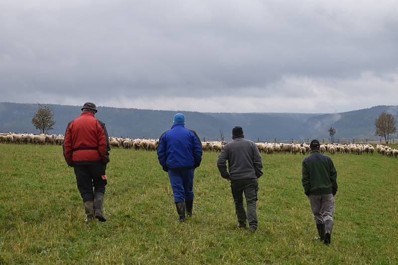 Po dalším útoku vlků zůstalo na pastvině Jana Šefc v Lachově osm mrtvých kusů a více než desítka zraněných. Foto: Deník/Jiří Řezník