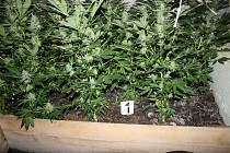 Náchodským kriminalistům se podařilo odhalit další pěstírnu marihuany, ukrývající se v nenápadné usedlosti v jedné z menších obcí u Jaroměře.