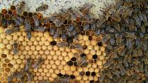 Češi jsou vášnivými včelaři. Nákup místního medu je totiž to nejlepší, co se dá udělat pro přírodu.