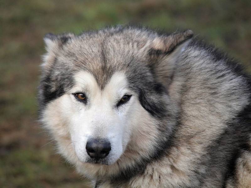 NA ZÁVOD Javořími horami okolo Janoviček vyrazila spřežení tentokrát na blátě a místo saní táhla káry, kola a koloběžky.