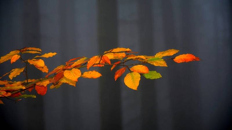 Ponurost i barevnost podzimního lesa zachytil svým fotoaparátem Zdeněk Dočkal.
